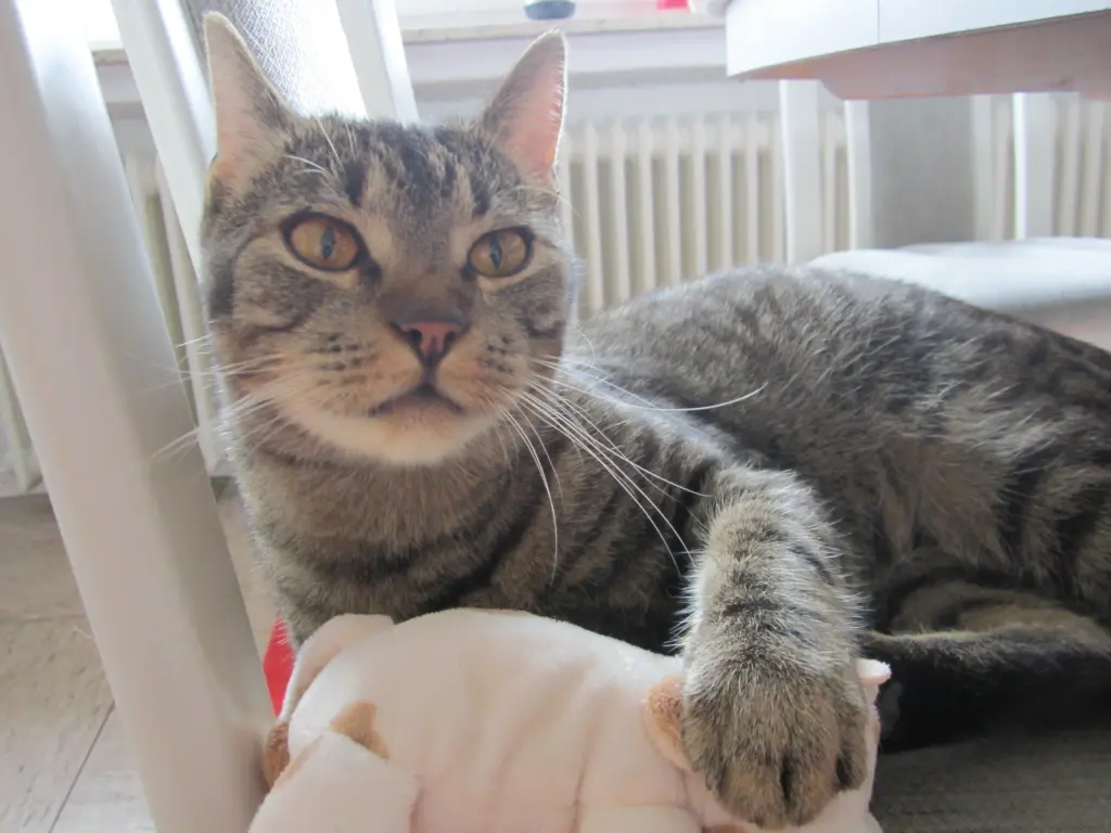 Bild von Vito