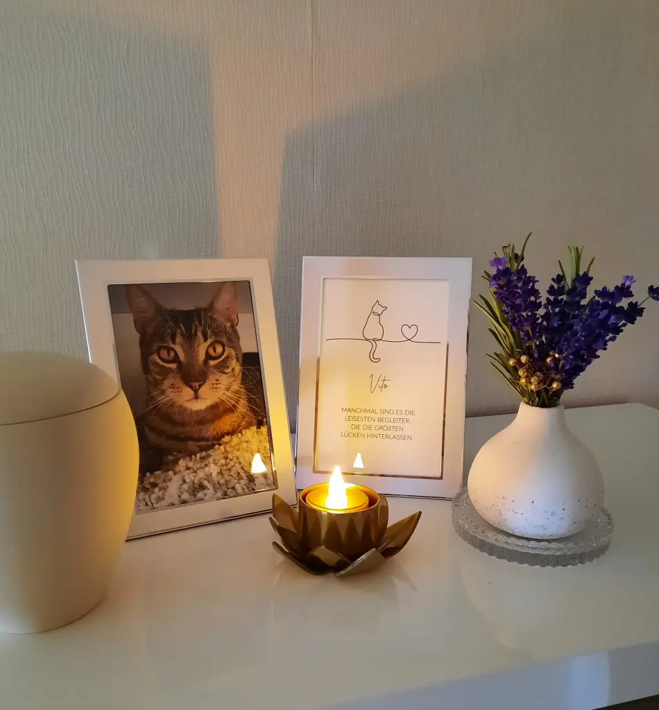 Image from Vito