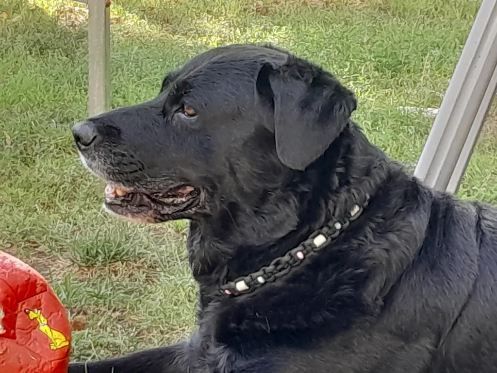 Bild von Shadow