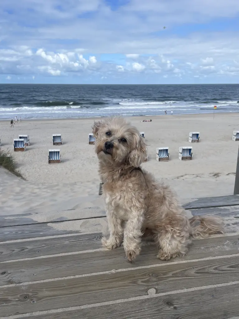 Bild von Ringo