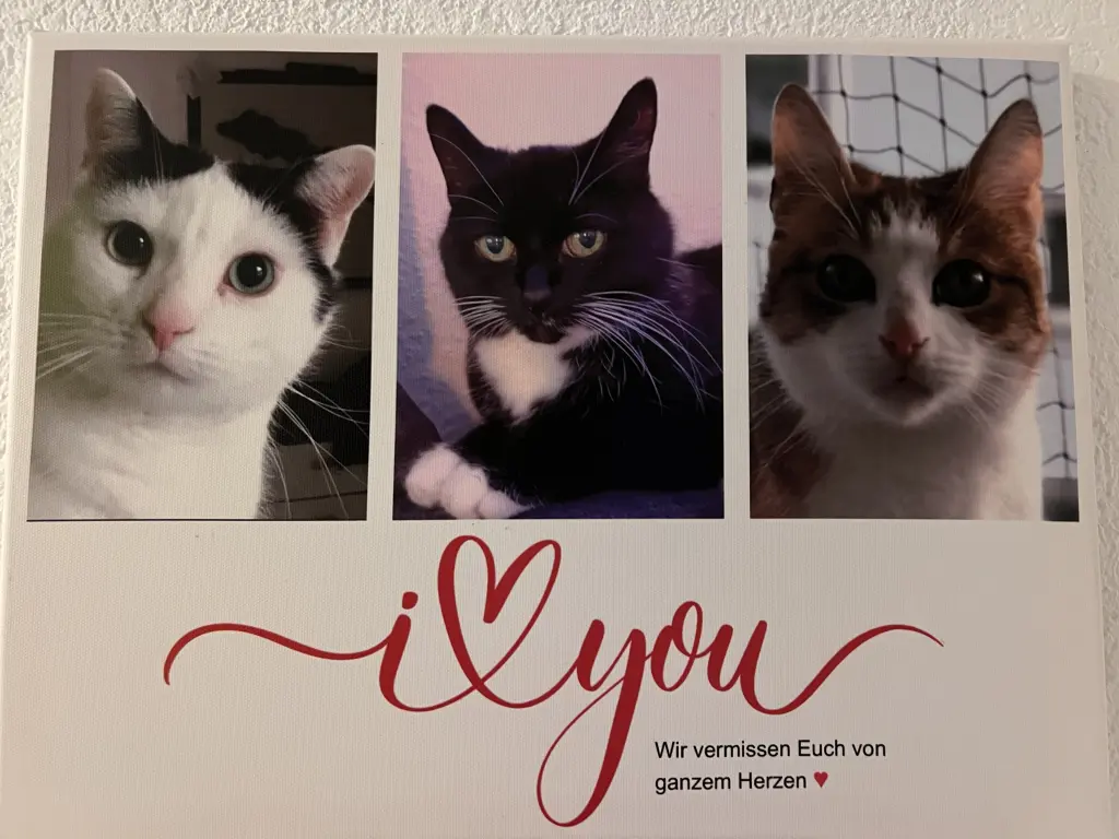 Meine drei Seelenverwandten