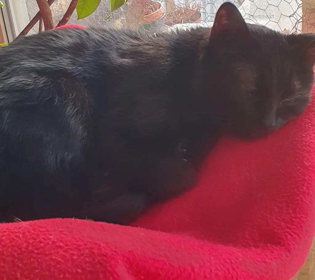 Image from Blacky