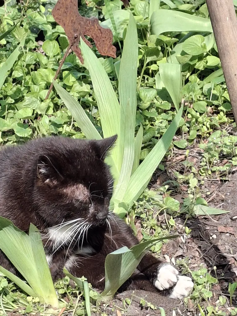 Image from Batya