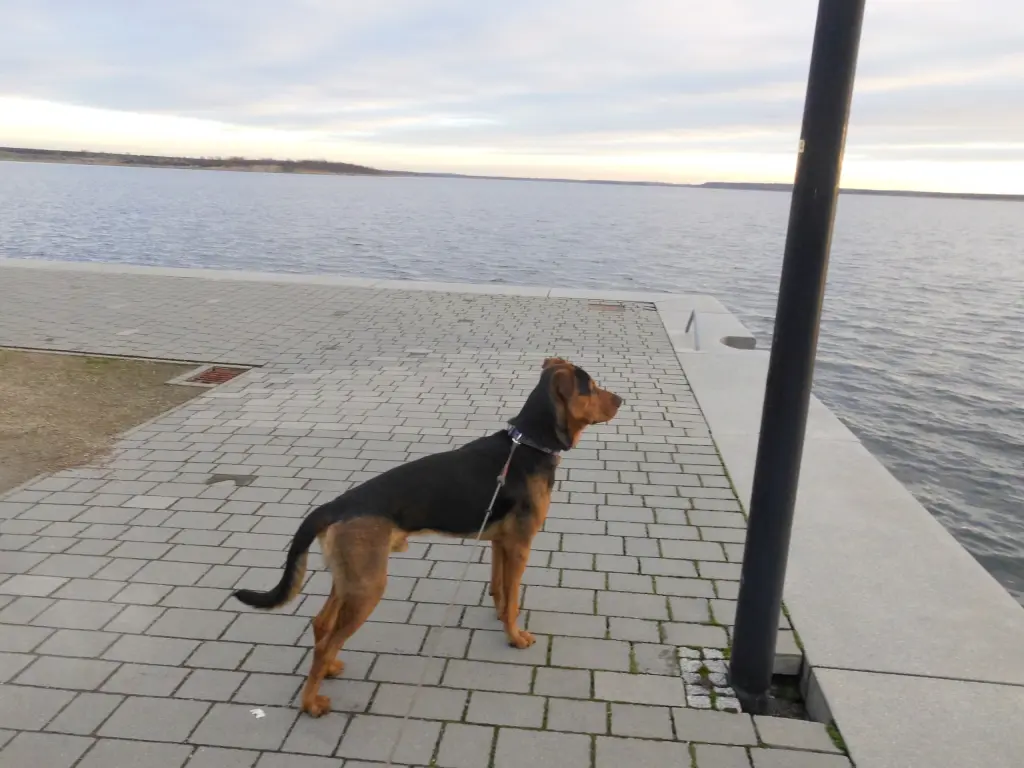 Loupis Lieblingsort : das Meer