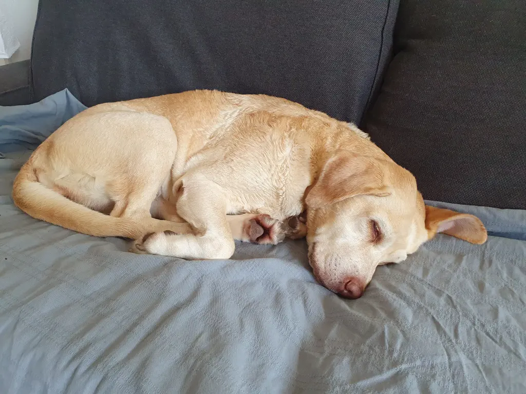 Andachtsbild von Alissa