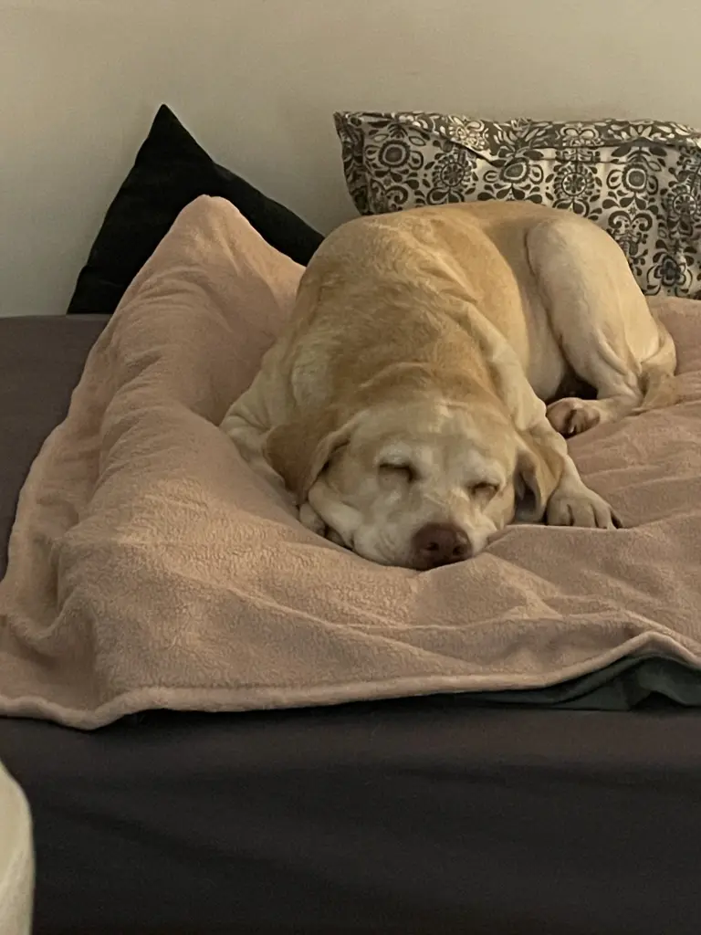 Condolence image of Fiona