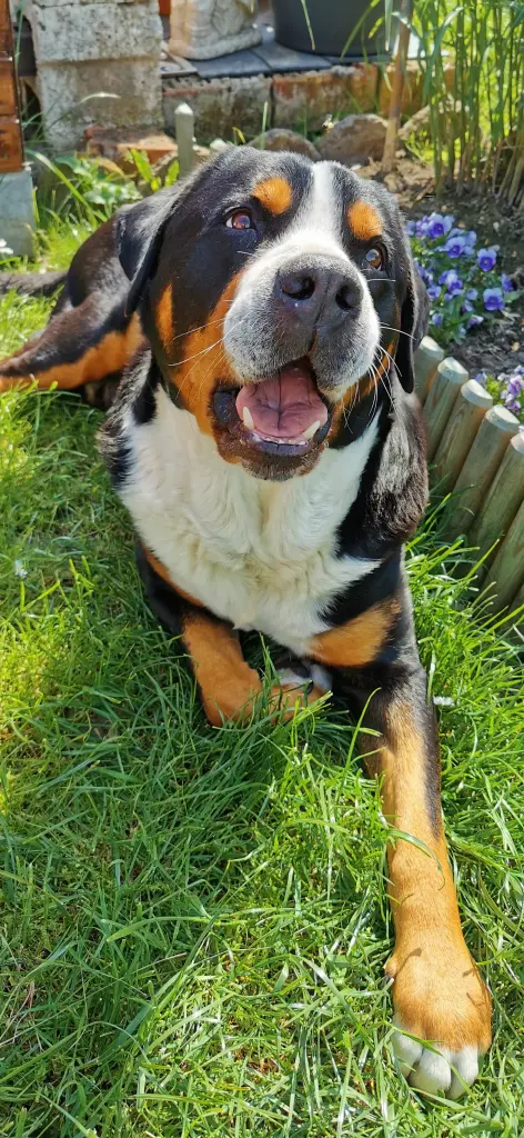 Bild von Buddy
