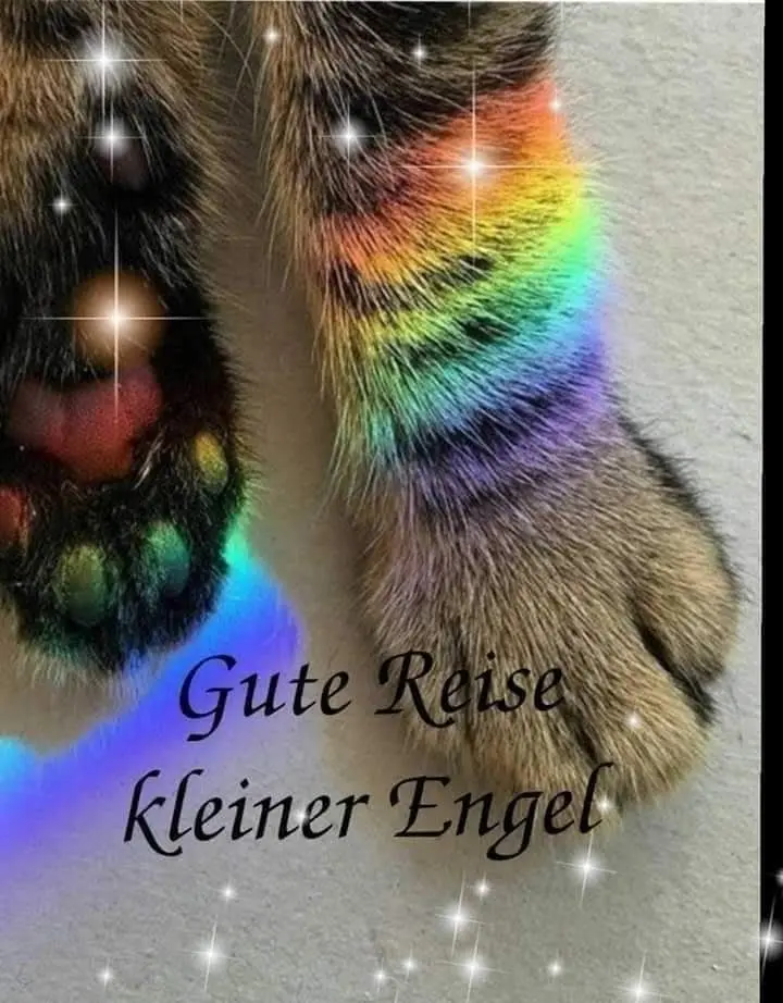 Condolence image of Konny mit Piccolino-Fly tief im ❤️