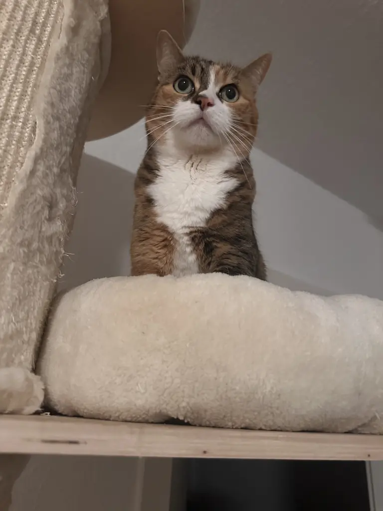 Image from Garfield