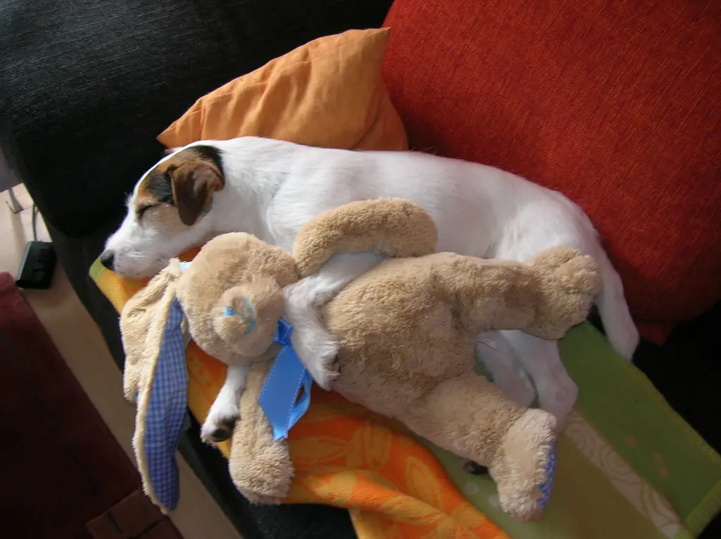 Condolence image of Kerstin und Nina mit Gismo im Herzen