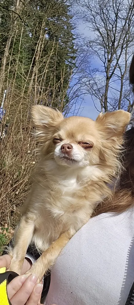 Andachtsbild von Viola