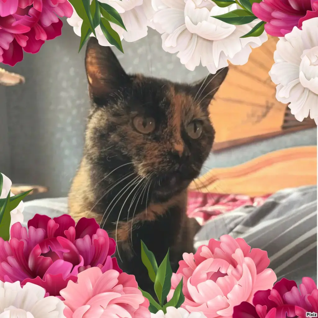 Condolence image of Tanja mit Timmy im 💖🐈🐾