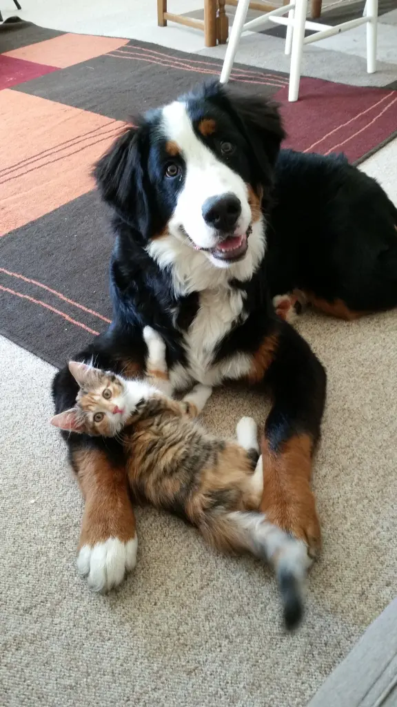 Hugo + Findus