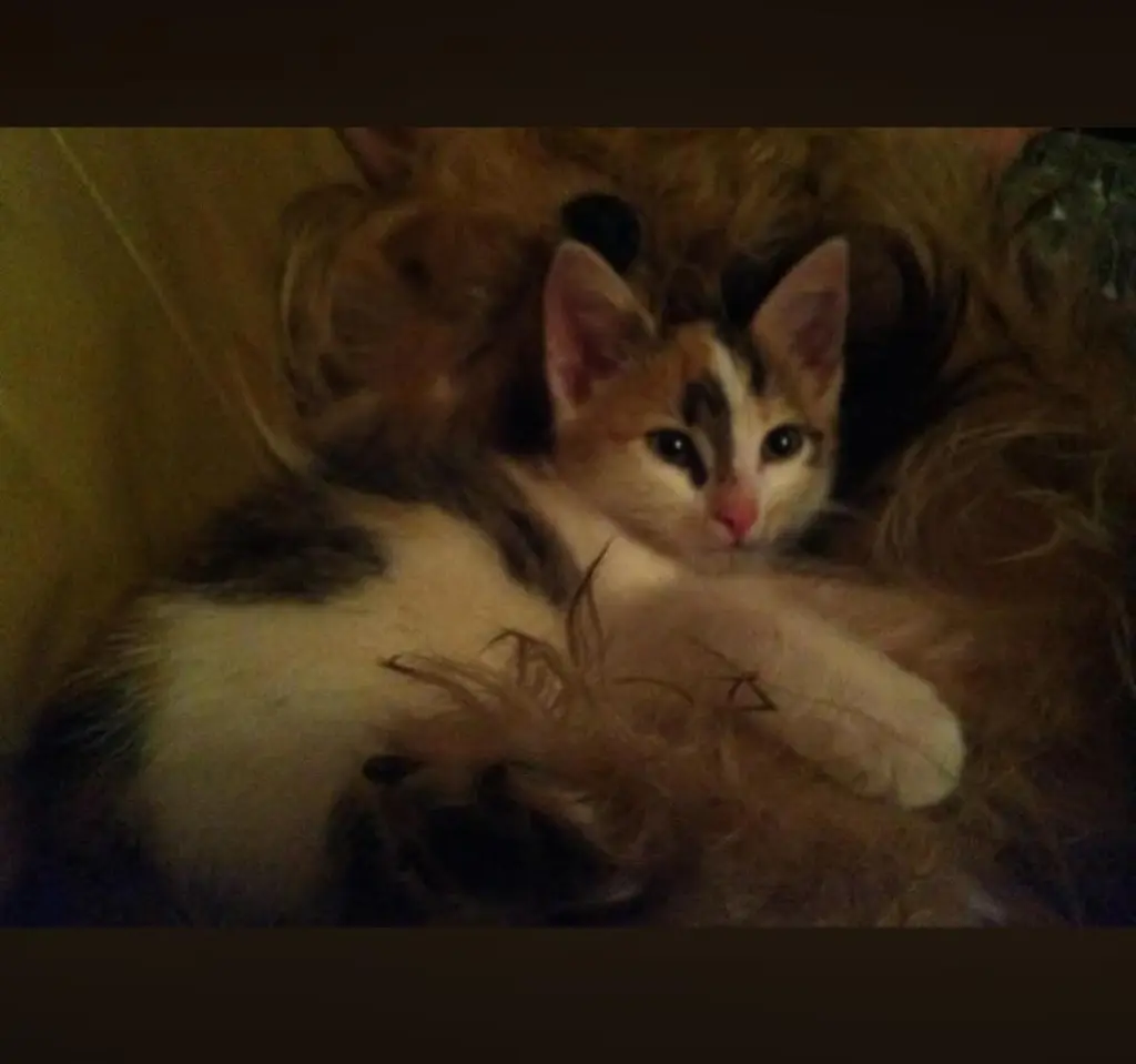 Bild von Angie