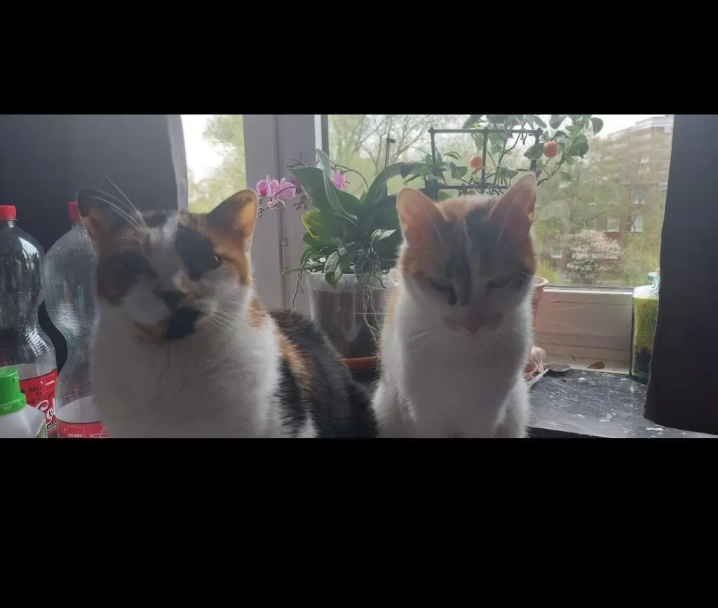Blaze und Angie