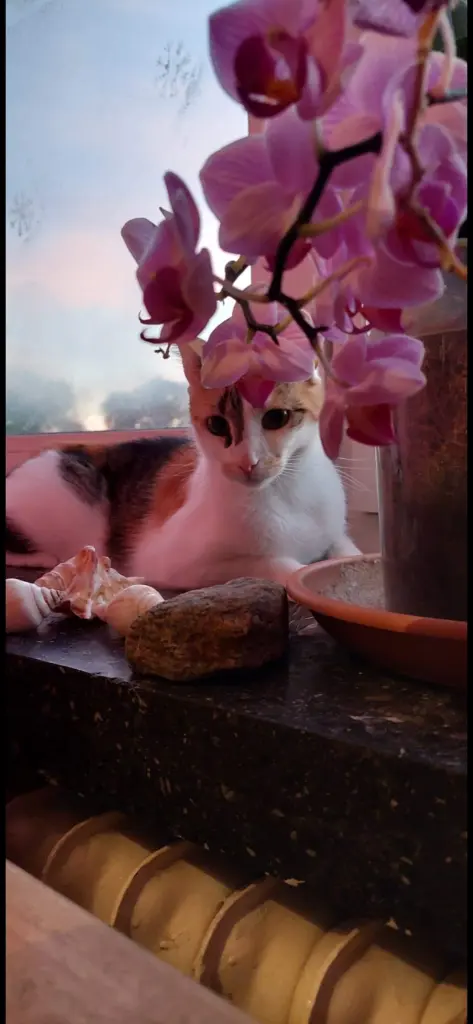 Prinzessin