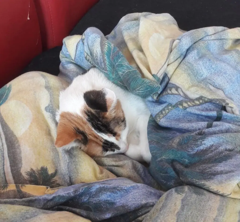 Schlafende Prinzessin