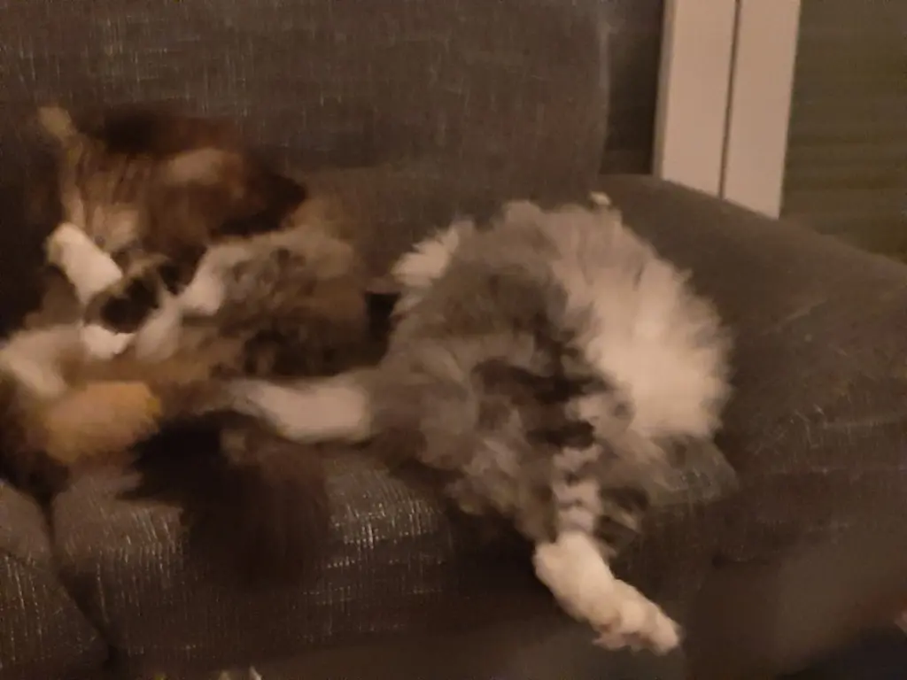 Bild von Tango