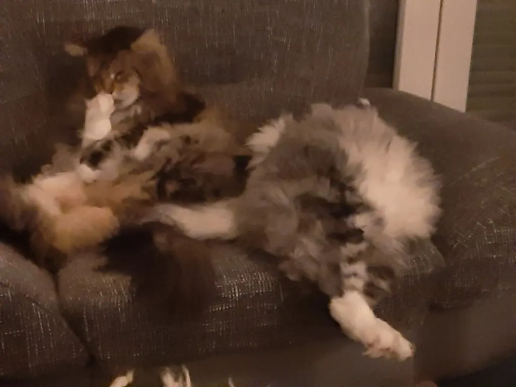 Bild von Tango
