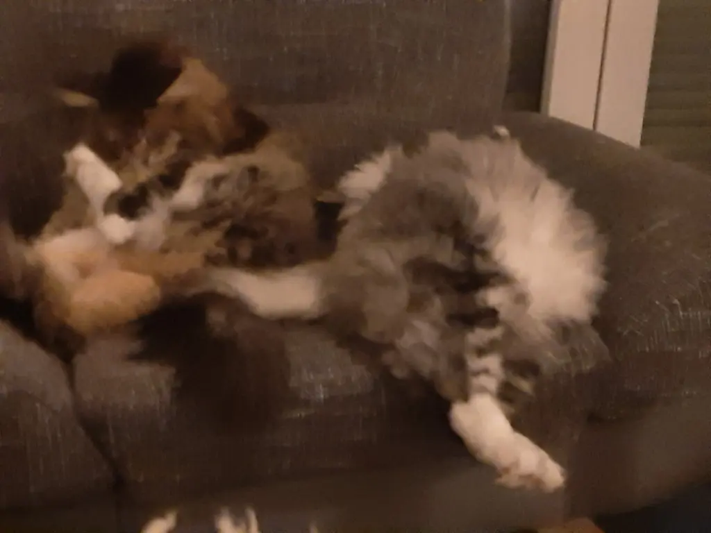 Bild von Tango
