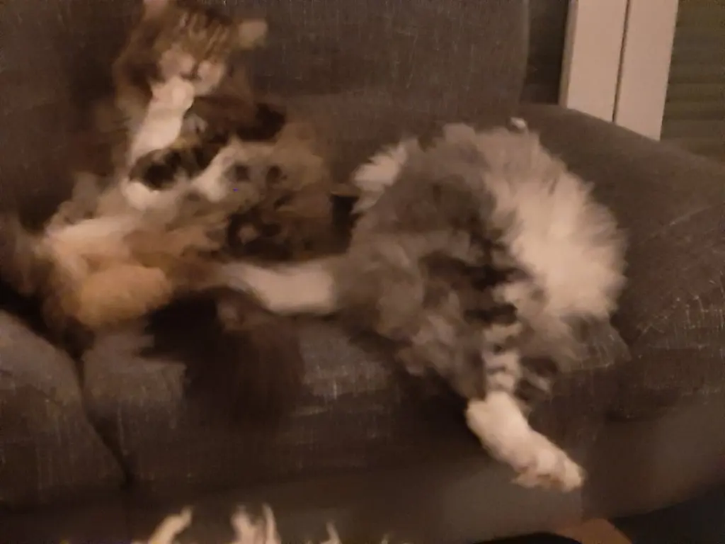 Bild von Tango