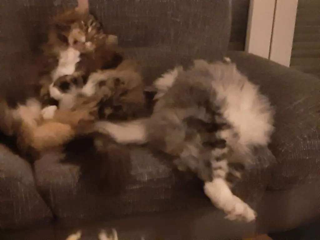 Bild von Tango