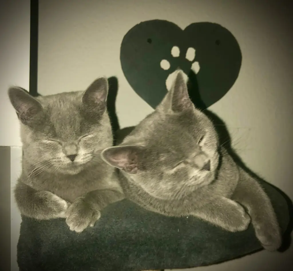 Condolence image of Chucky & Simba