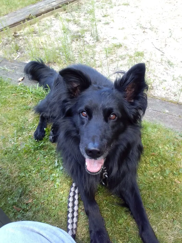 Zorro auch fotogen