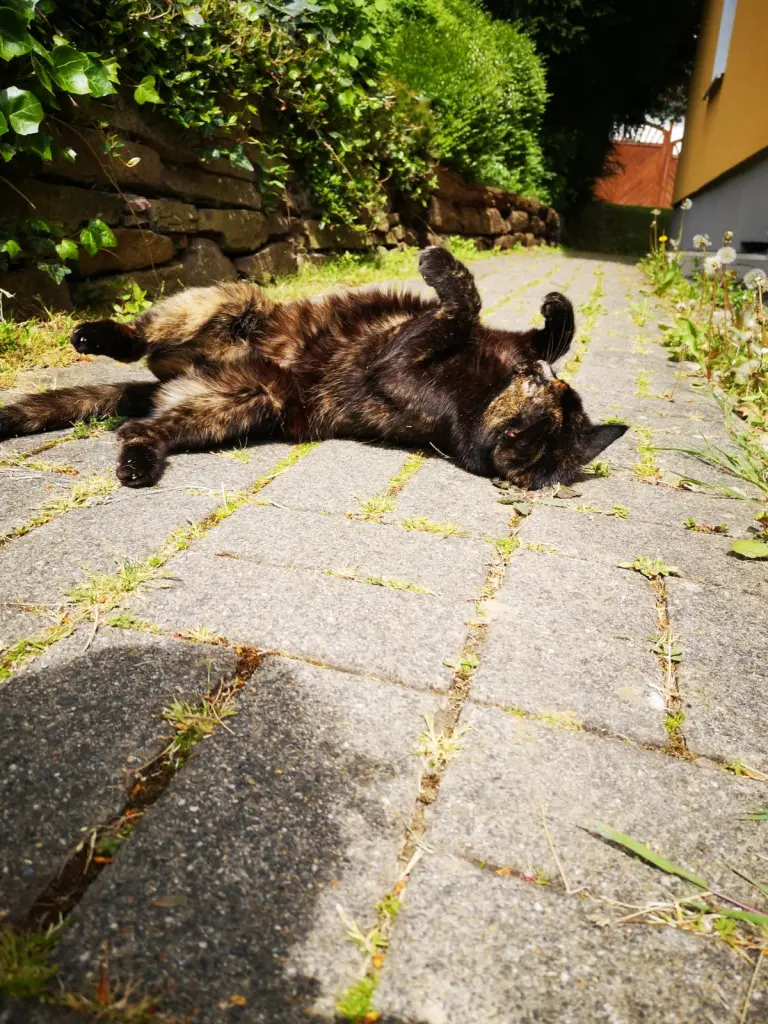 Bild von Beebie
