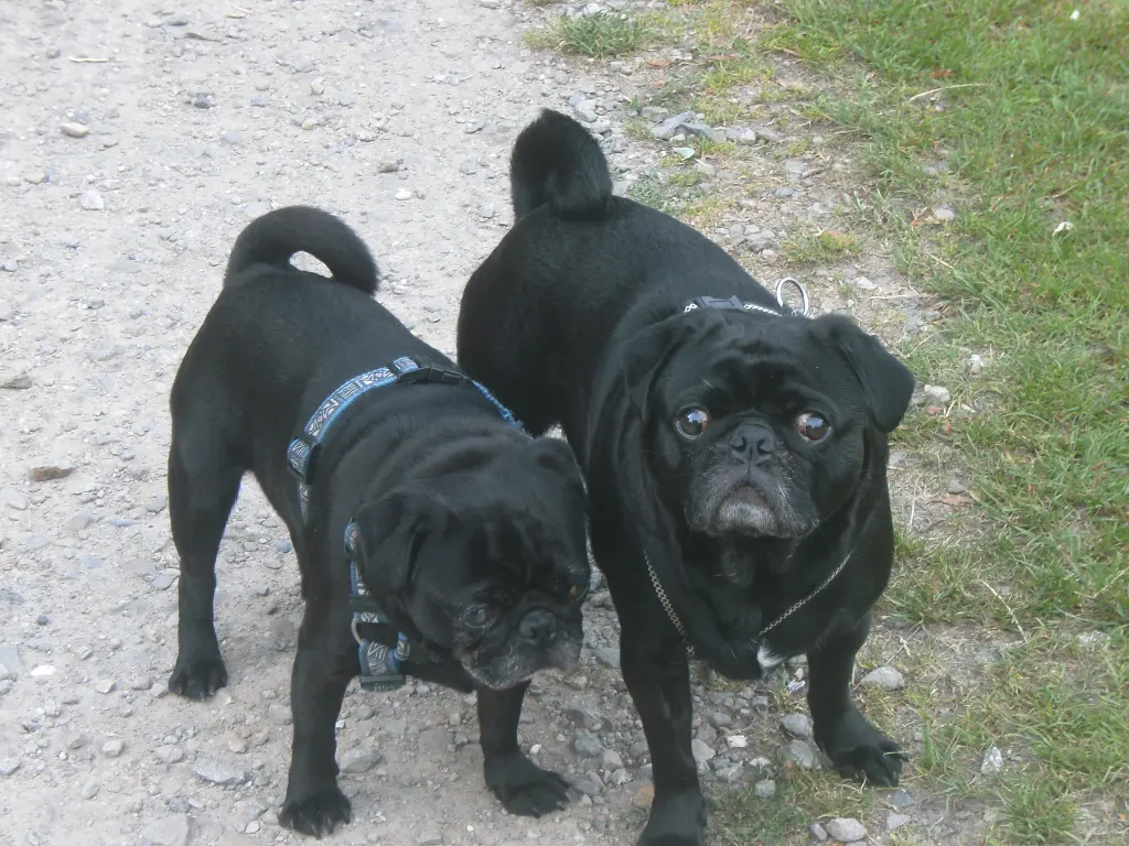 Andachtsbild von Cornelia mit Bruno & Barni im Herzen