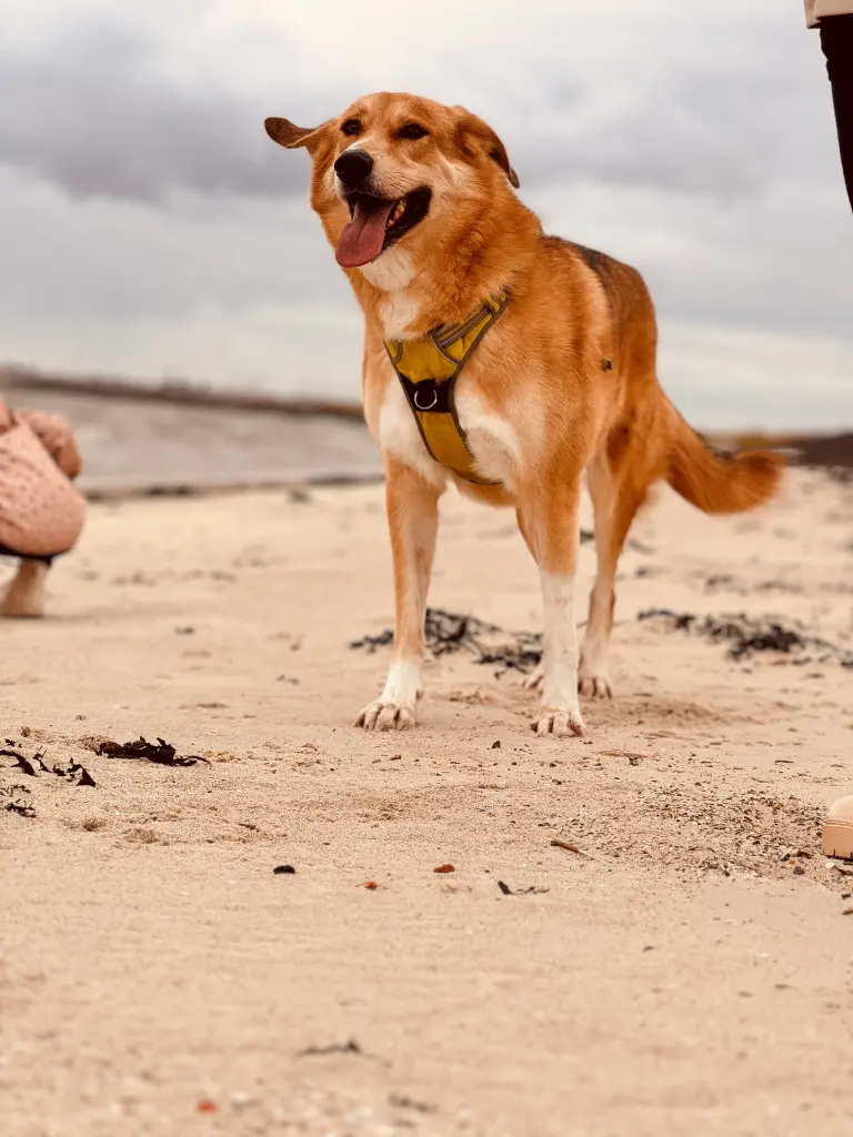 Bild von Chase