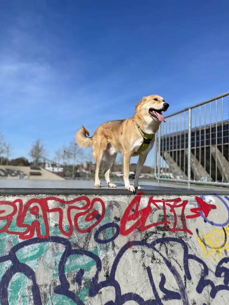 Bild von Chase