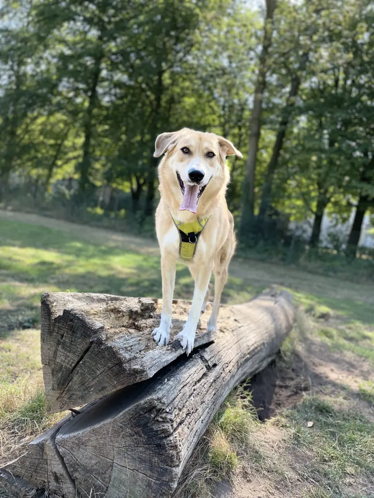 Bild von Chase