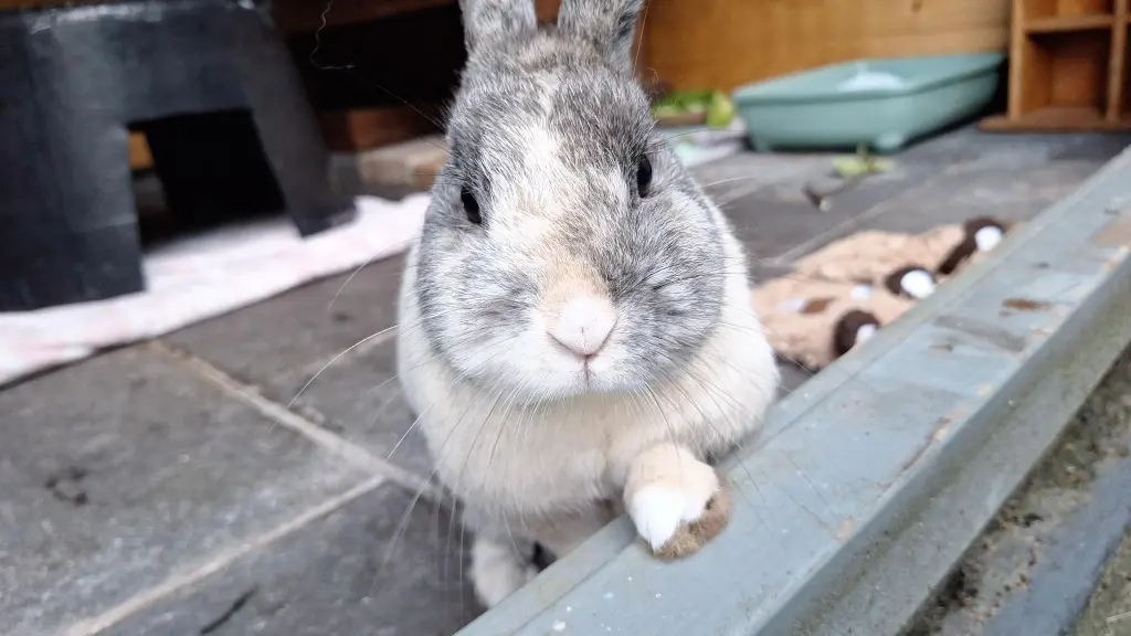 Bild von Blacky