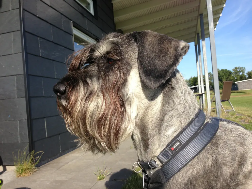 Image from Gingko 