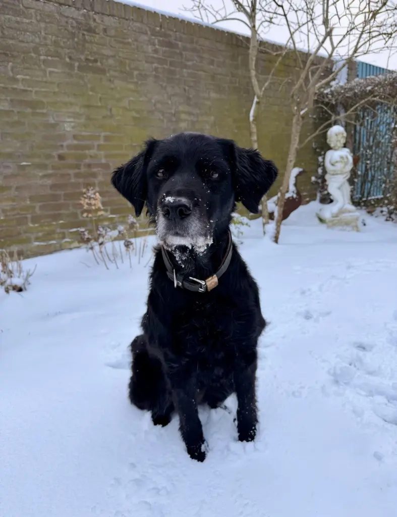 Bild von Nala
