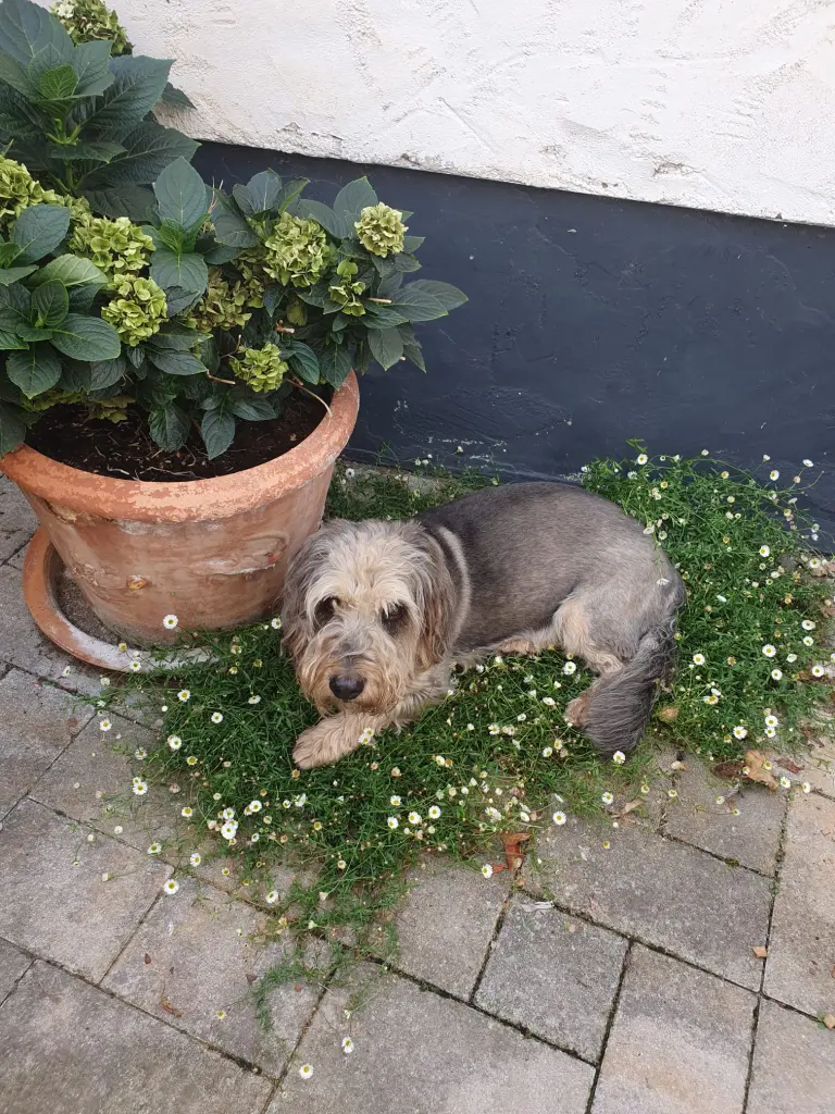 Image from Robin