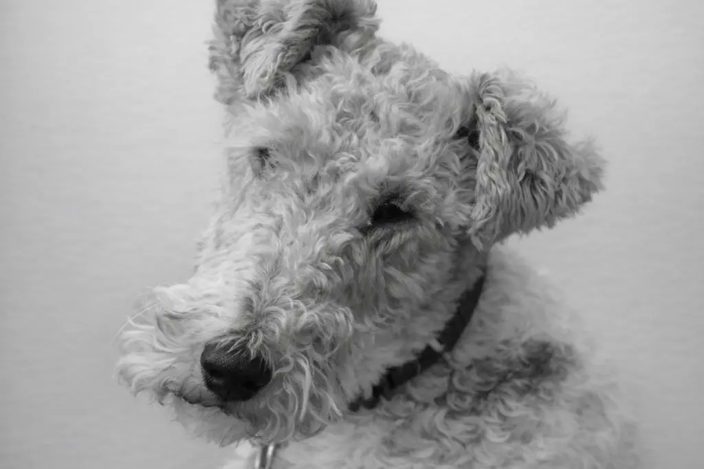 Bild von Nelli