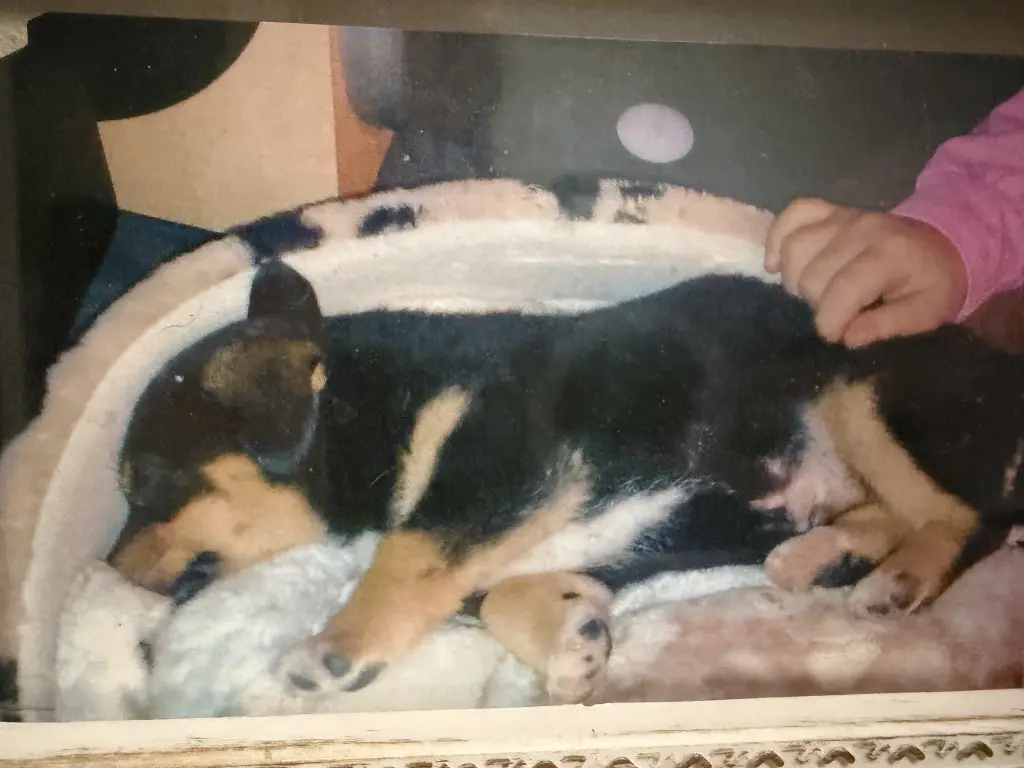 Bild von Teddy