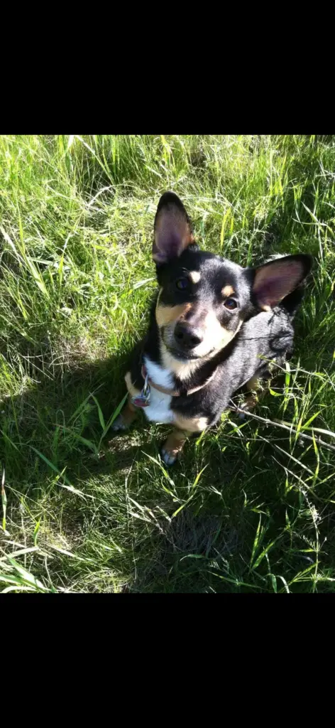 Bild von Teddy