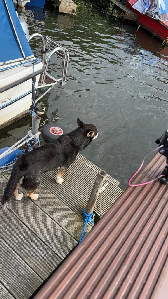 Bild von Teddy