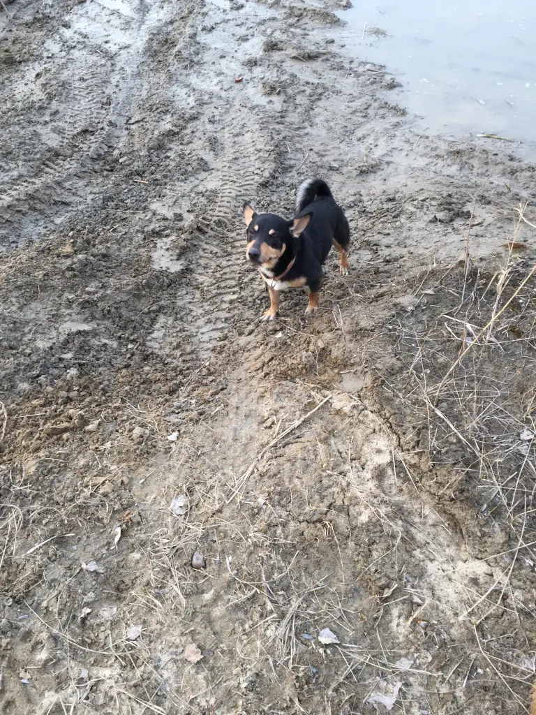 Bild von Teddy
