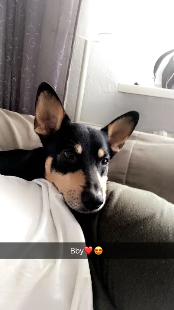 Bild von Teddy
