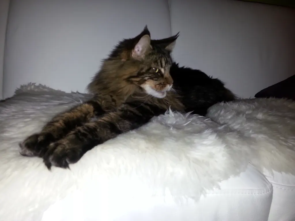 Bild von Dusty