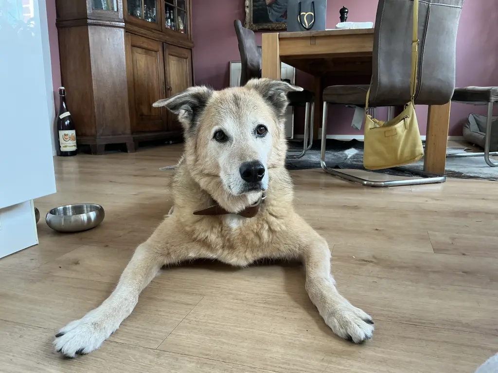 Condolence image of Karolin 🦊
