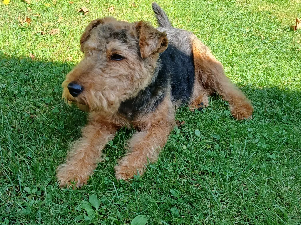 Bild von Bruno