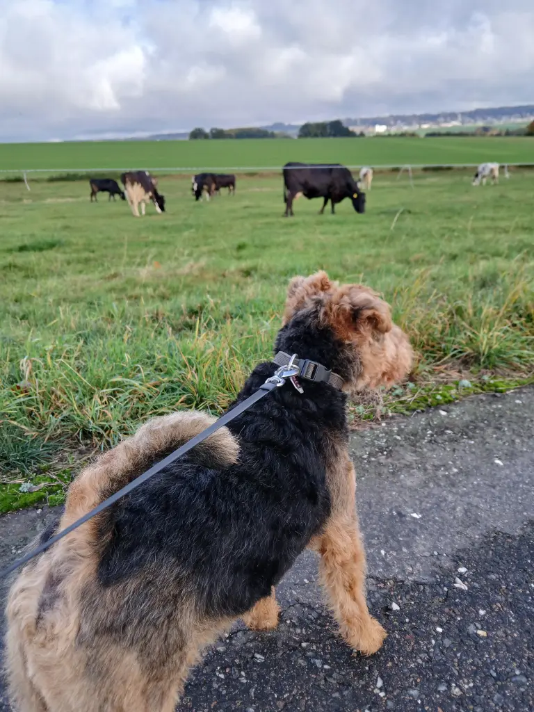 Bild von Bruno