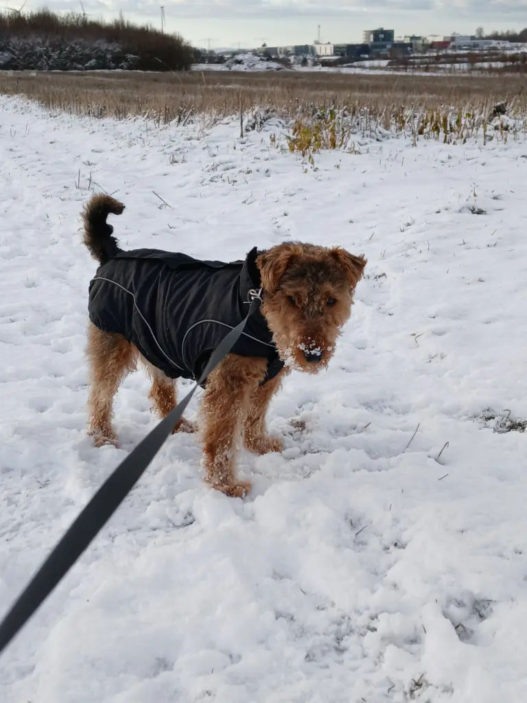 Bild von Bruno
