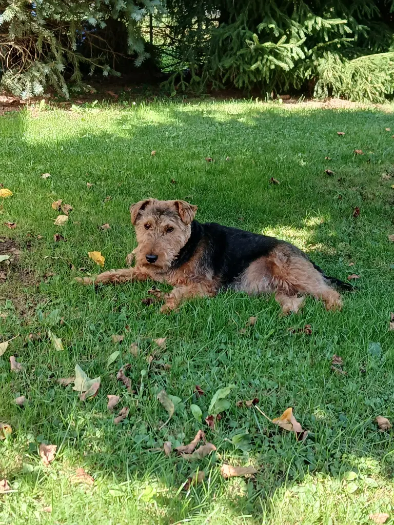 Bild von Bruno