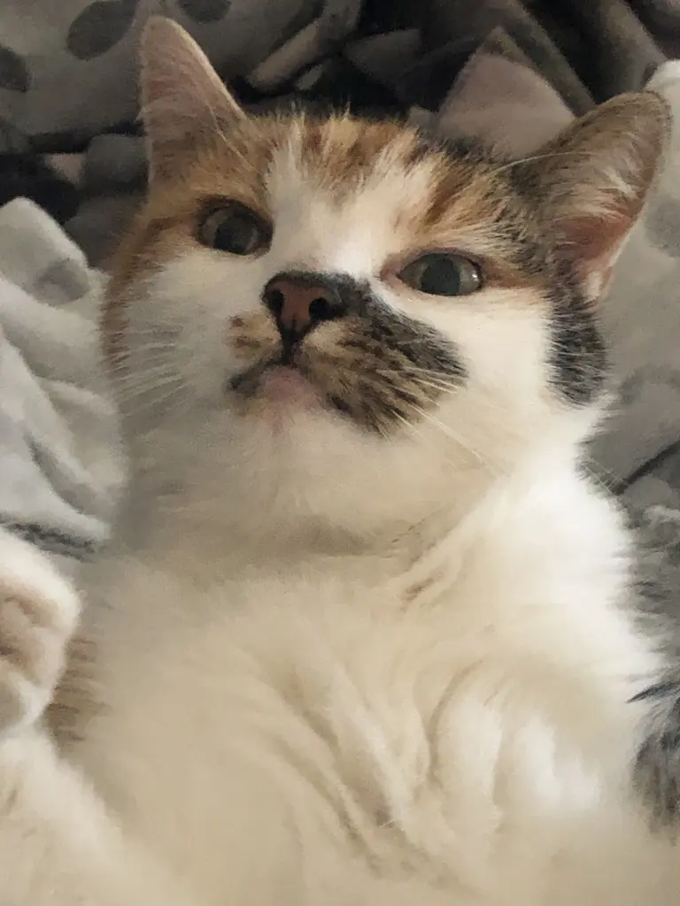 Bild von Lotte